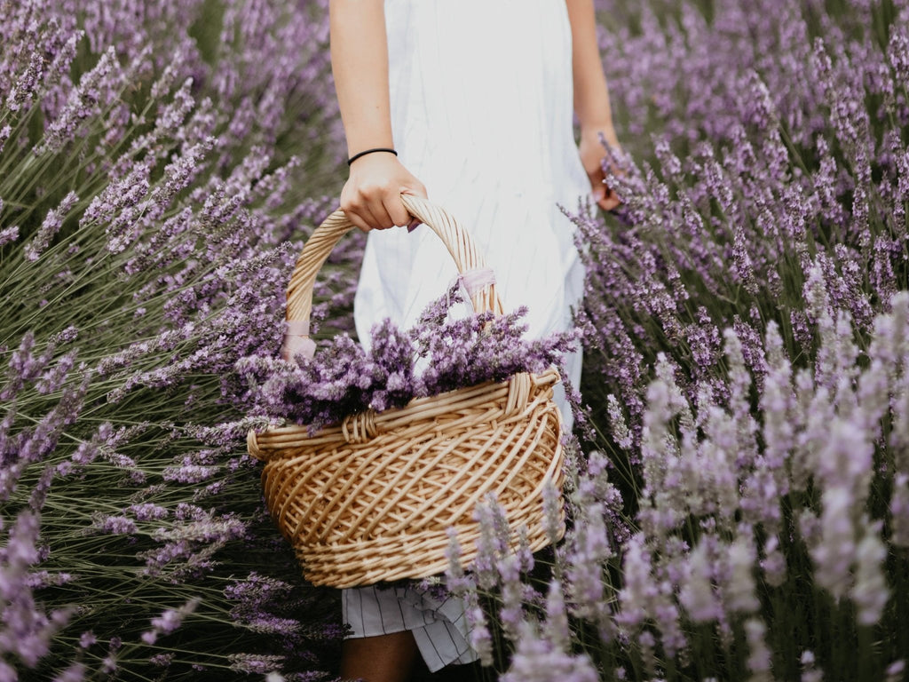 ¿Conoces los diferentes tipos de aceites esenciales de Lavanda? - LilaLavanda